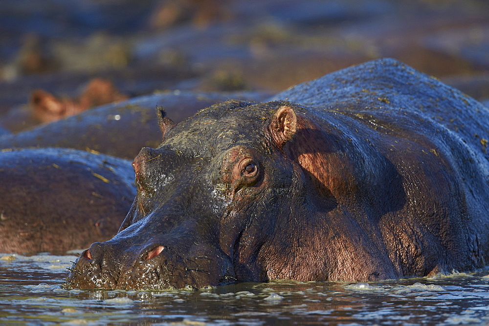 Hippopotamus (Hippopotamus amphibius), Serengeti National Park, Tanzania, East Africa, Africa