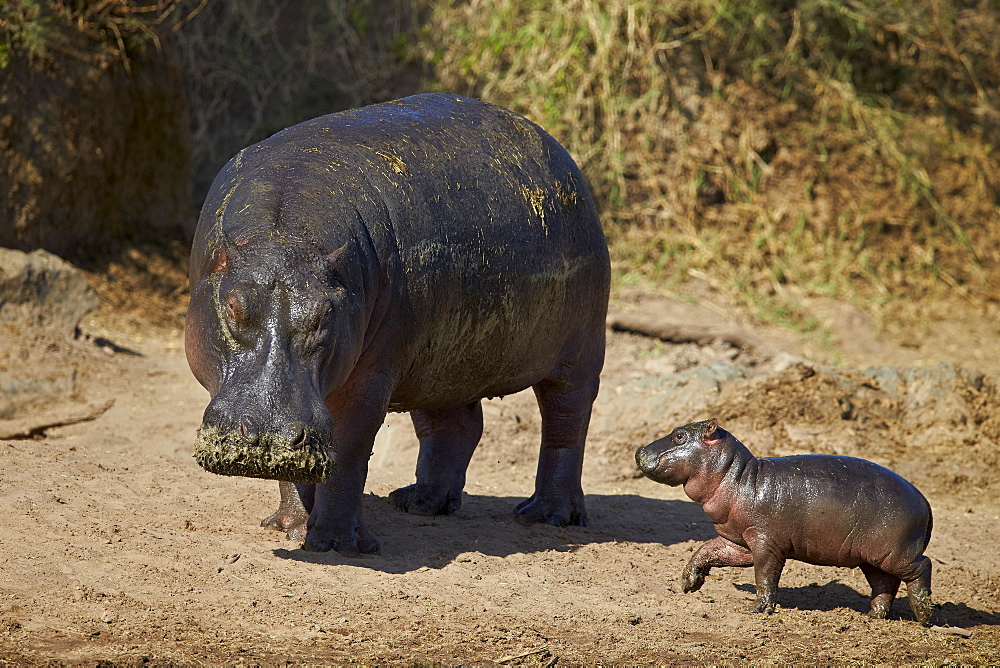 Hippopotamus (Hippopotamus amphibius) mother and baby out of the water, Serengeti National Park, Tanzania, East Africa, Africa