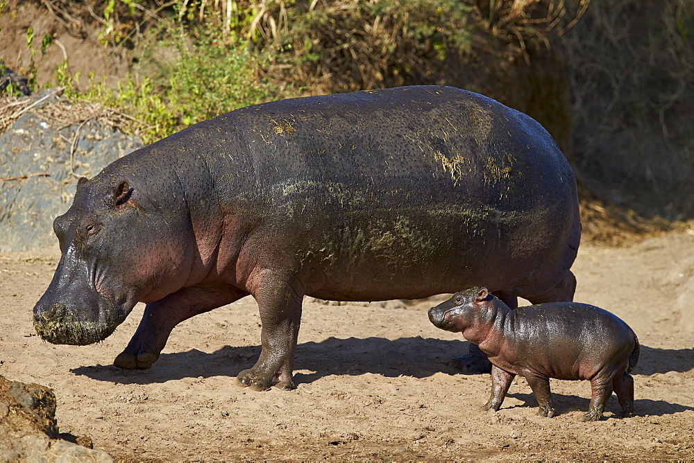 Hippopotamus (Hippopotamus amphibius) mother and baby out of the water, Serengeti National Park, Tanzania, East Africa, Africa