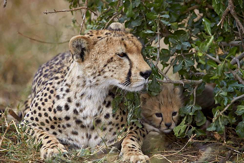 Cheetah (Acinonyx jubatus) mother and cub, about a month old, Serengeti National Park, Tanzania, East Africa, Africa