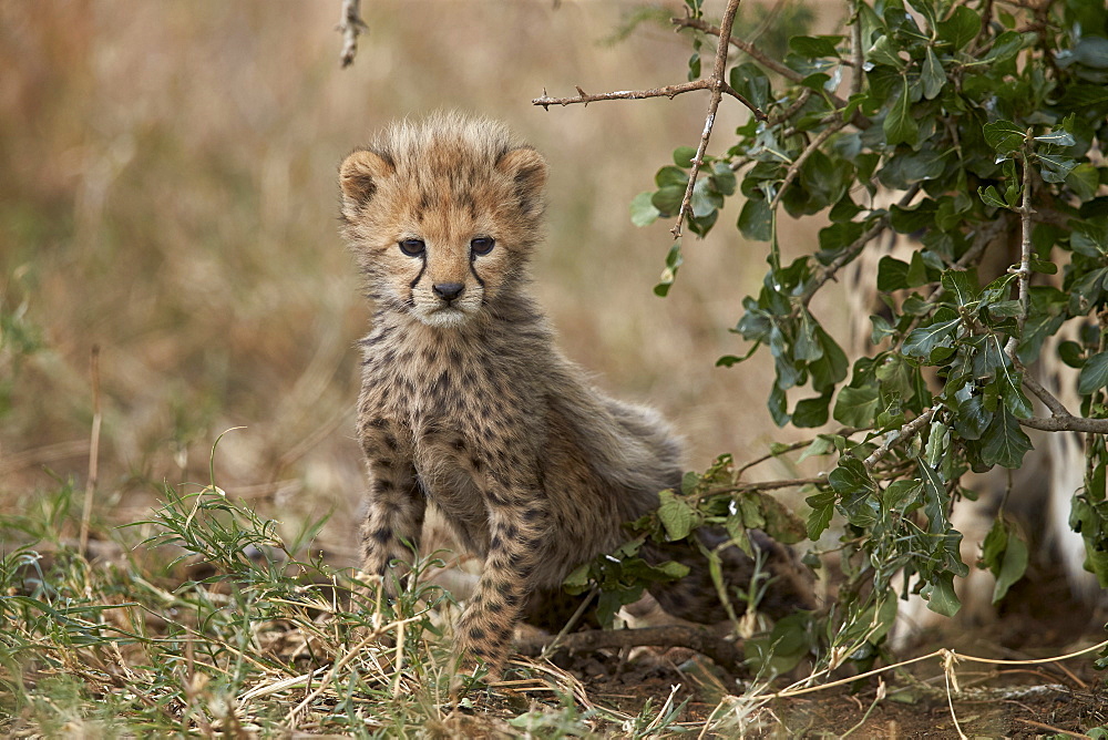 Cheetah (Acinonyx jubatus) cub about a month old, Serengeti National Park, Tanzania, East Africa, Africa