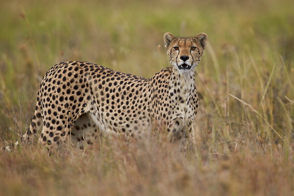 Cheetah (Acinonyx jubatus), Serengeti National Park, Tanzania, East Africa, Africa