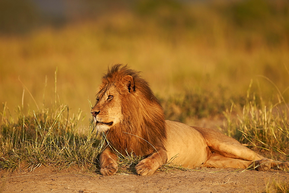 Lion (Panthera leo), Serengeti National Park, Tanzania, East Africa, Africa