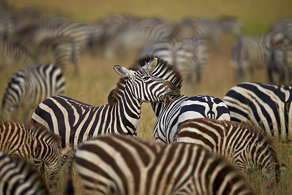 Common zebra (plains zebra) (Burchell's zebr) (Equus burchelli) herd, Serengeti National Park, Tanzania, East Africa, Africa