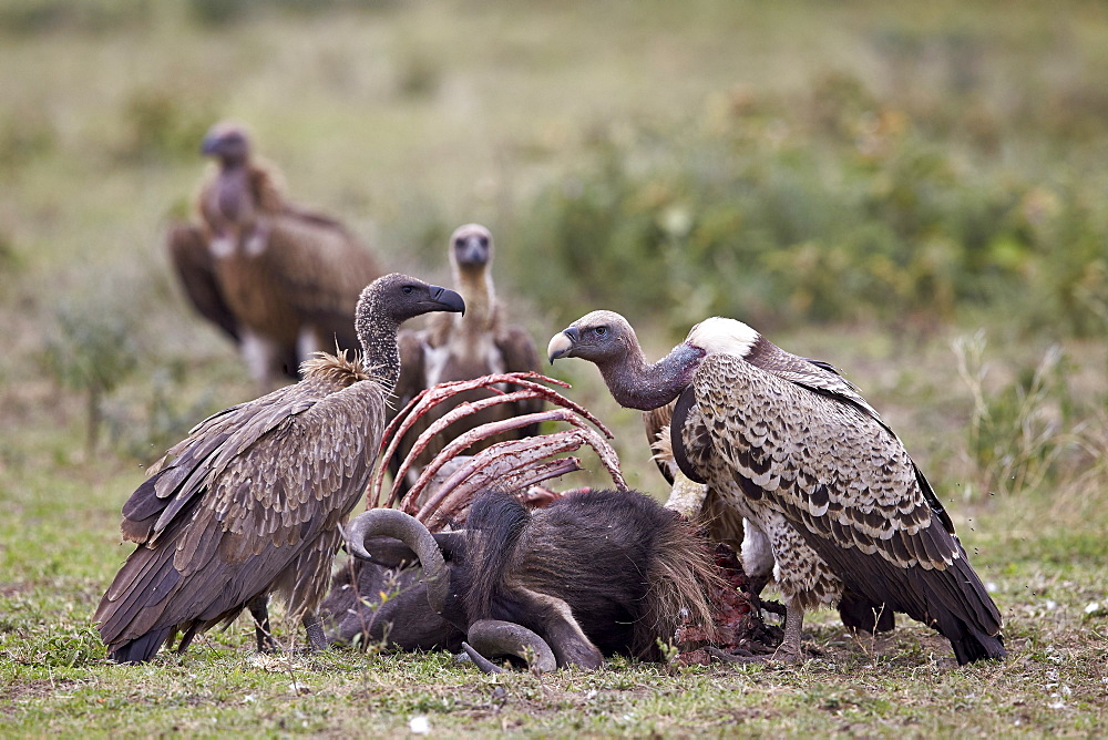 Ruppells griffon vulture (Gyps rueppellii) adult and immature at a wildebeest carcass, Serengeti National Park, Tanzania, East Africa, Africa