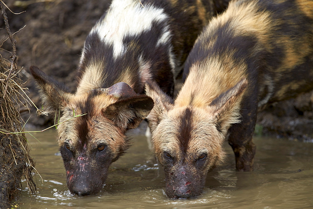 Two African wild dogs (African hunting dog) (Cape hunting dog) (Lycaon pictus) drinking, Ngorongoro Conservation Area, Serengeti, Tanzania