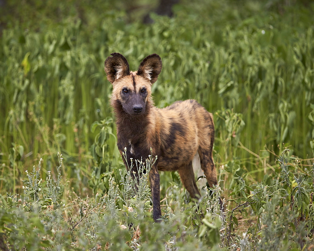 African wild dog (African hunting dog) (Cape hunting dog) (Lycaon pictus), Ngorongoro Conservation Area, Serengeti, Tanzania, East Africa, Africa