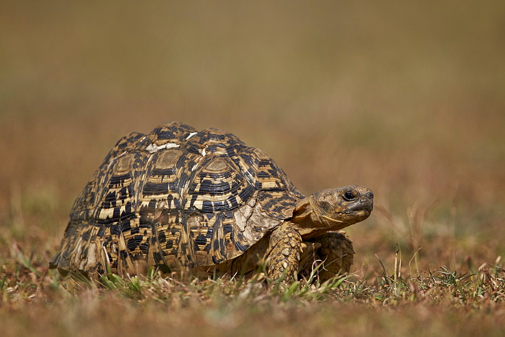 Leopard tortoise (Geochelone pardalis), Ngorongoro Conservation Area, Serengeti, Tanzania, East Africa, Africa