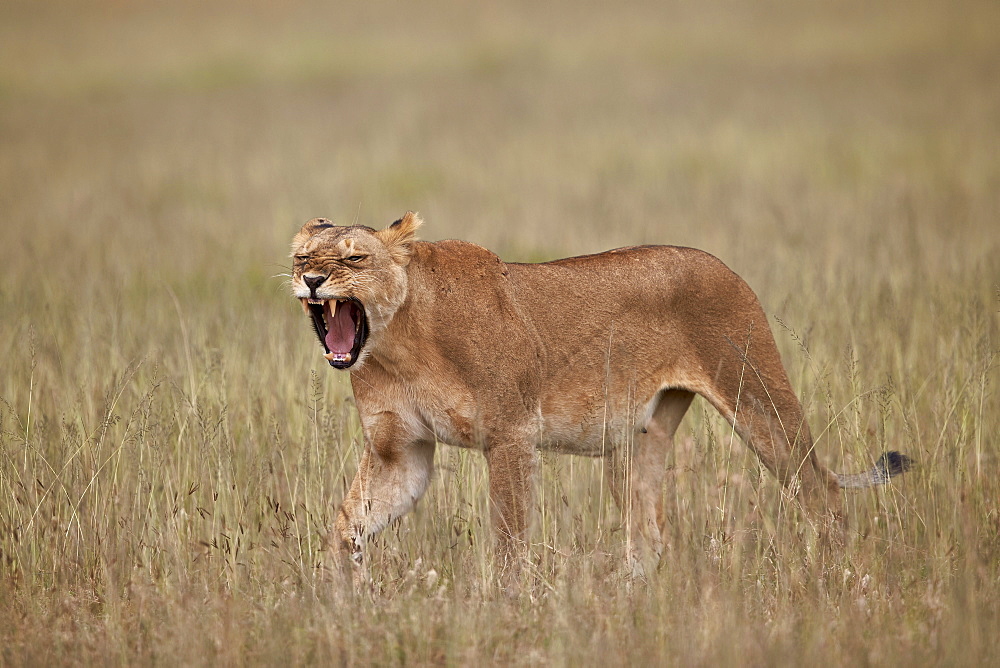 Lioness (Panthera leo) yawning in tall grass, Serengeti National Park, Tanzania, East Africa, Africa