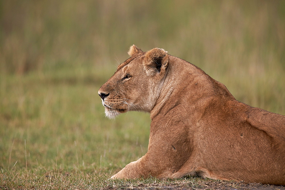 Lioness (Panthera leo), Serengeti National Park, Tanzania, East Africa, Africa