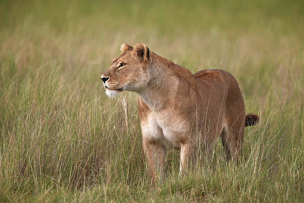 Lion (Panthera leo) female (lioness) in tall grass, Serengeti National Park, Tanzania, East Africa, Africa