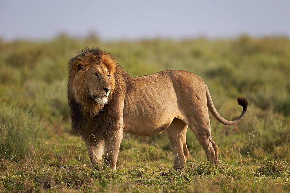 Lion (Panthera leo), Serengeti National Park, Tanzania, East Africa, Africa