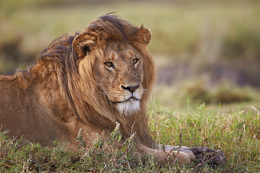 Lion (Panthera leo), Serengeti National Park, Tanzania, East Africa, Africa