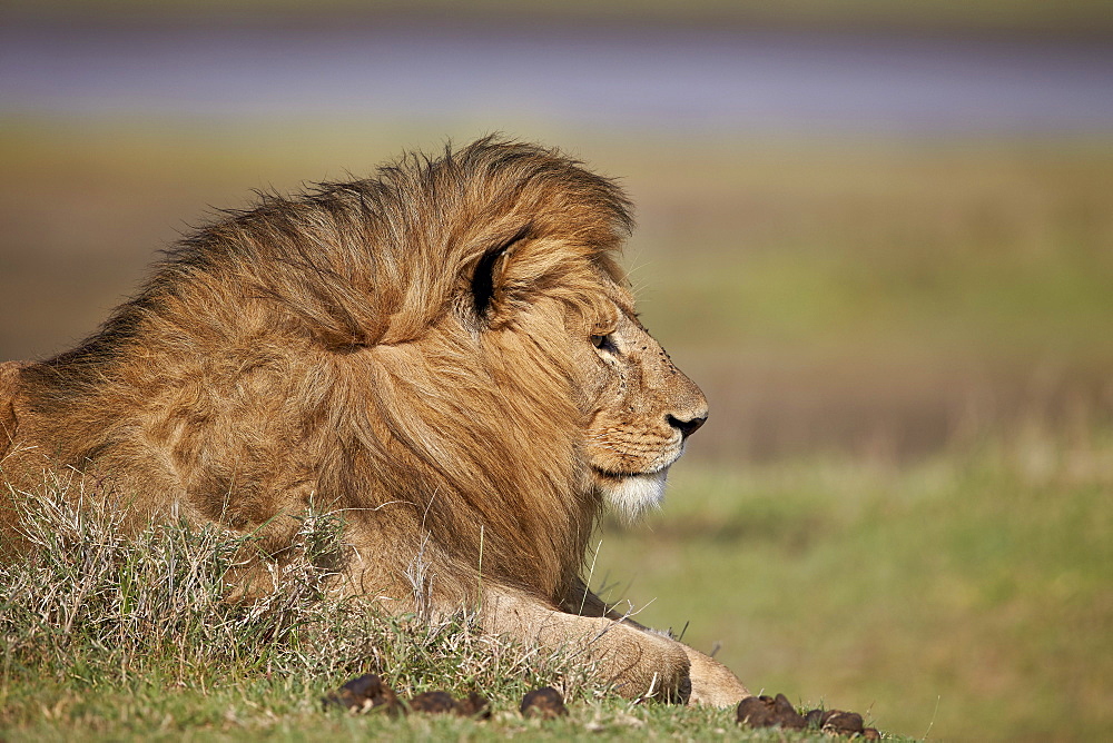 Lion (Panthera leo), Serengeti National Park, Tanzania, East Africa, Africa