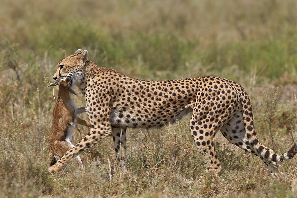 Cheetah (Acinonyx jubatus) carrying a Thomson's gazelle (Gazella thomsonii) calf, Serengeti National Park, Tanzania, East Africa, Africa