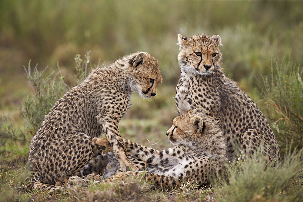 Cheetah (Acinonyx jubatus) cubs, Serengeti National Park, Tanzania, East Africa, Africa