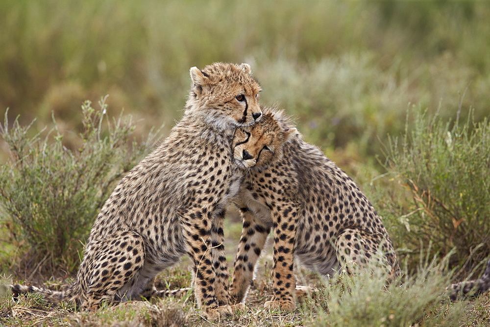 Cheetah (Acinonyx jubatus) cubs, Serengeti National Park, Tanzania, East Africa, Africa