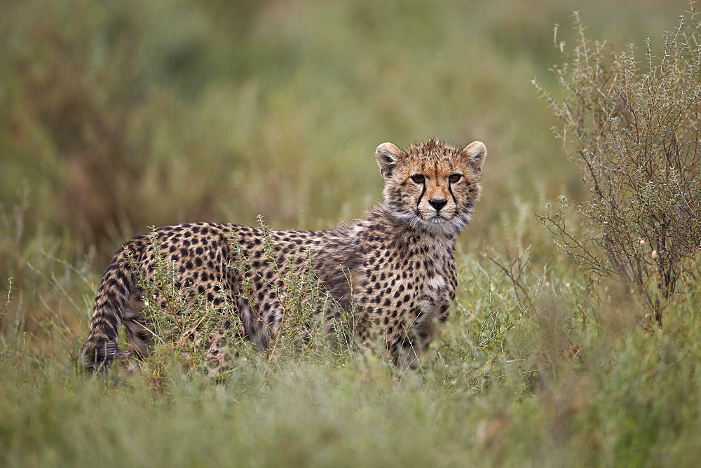 Cheetah (Acinonyx jubatus) cub, Serengeti National Park, Tanzania, East Africa, Africa