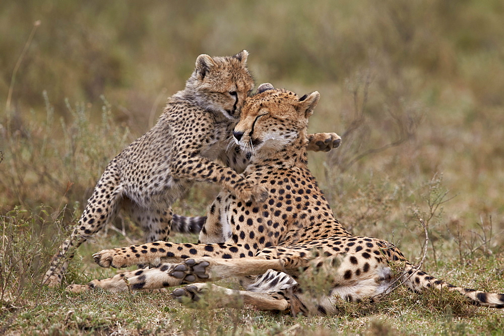 Cheetah (Acinonyx jubatus) mother and cub, Serengeti National Park, Tanzania, East Africa, Africa