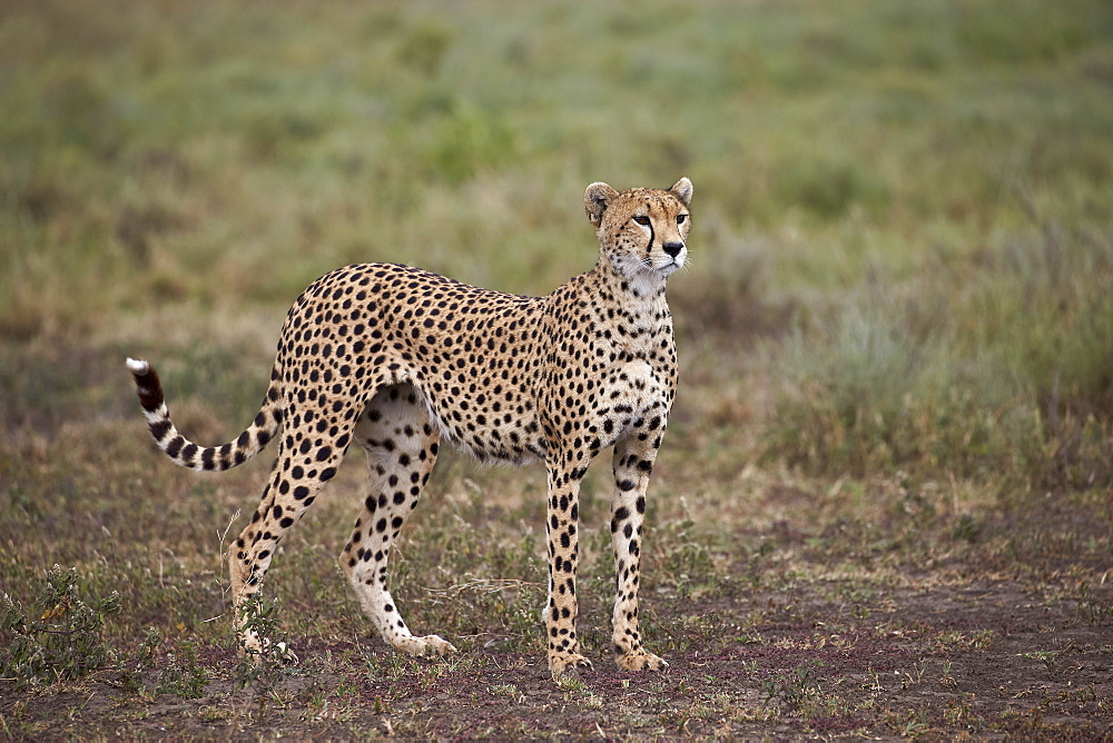 Cheetah (Acinonyx jubatus), Serengeti National Park, Tanzania, East Africa, Africa