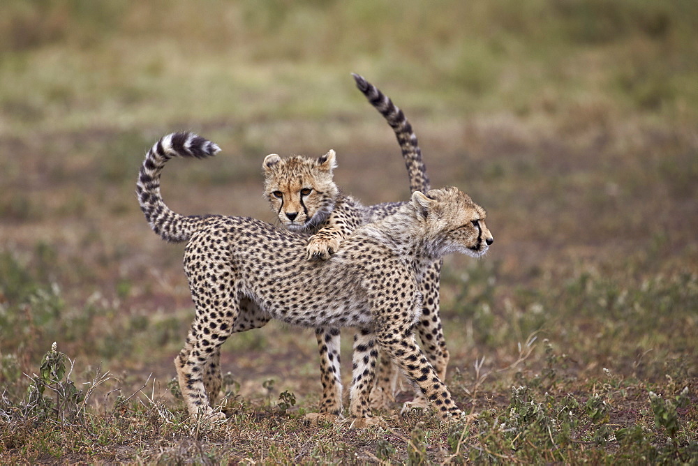 Cheetah (Acinonyx jubatus) cubs playing, Serengeti National Park, Tanzania, East Africa, Africa