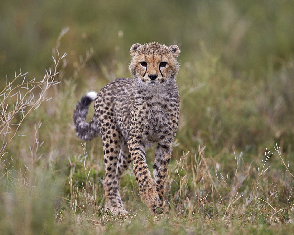 Cheetah (Acinonyx jubatus) cub, Serengeti National Park, Tanzania, East Africa, Africa