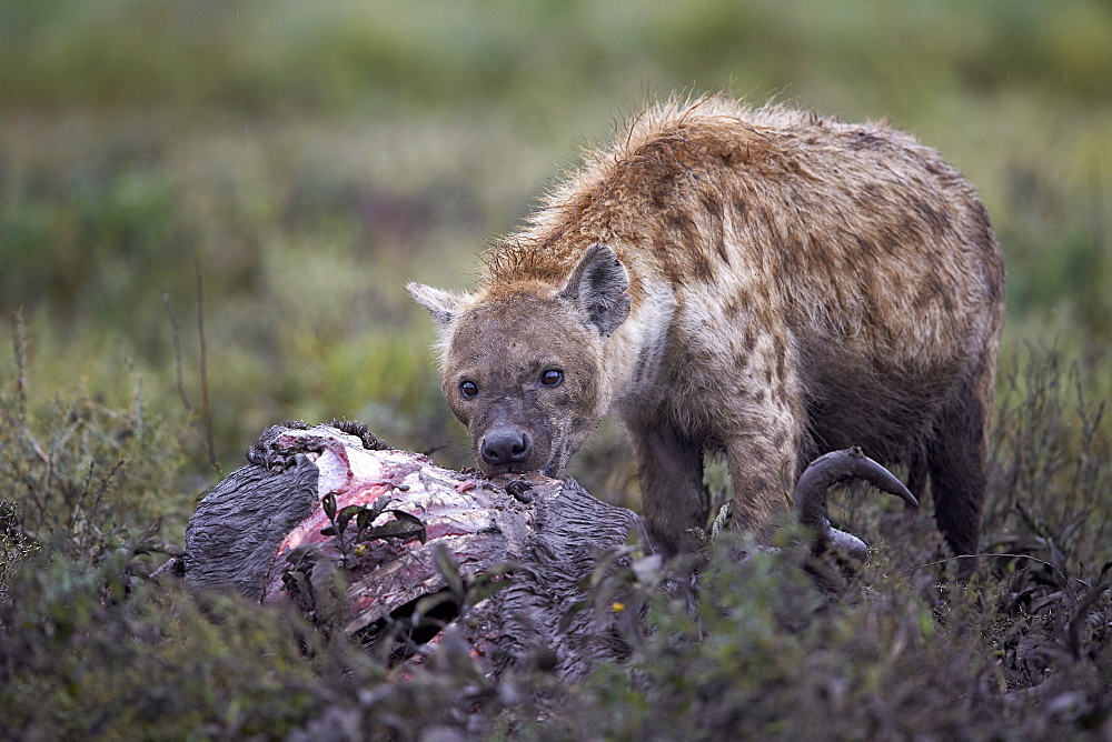 Spotted hyena (Crocuta crocuta) at a blue wildebeest carcass, Ngorongoro Conservation Area, UNESCO World Heritage Site, Serengeti, Tanzania, East Africa, Africa