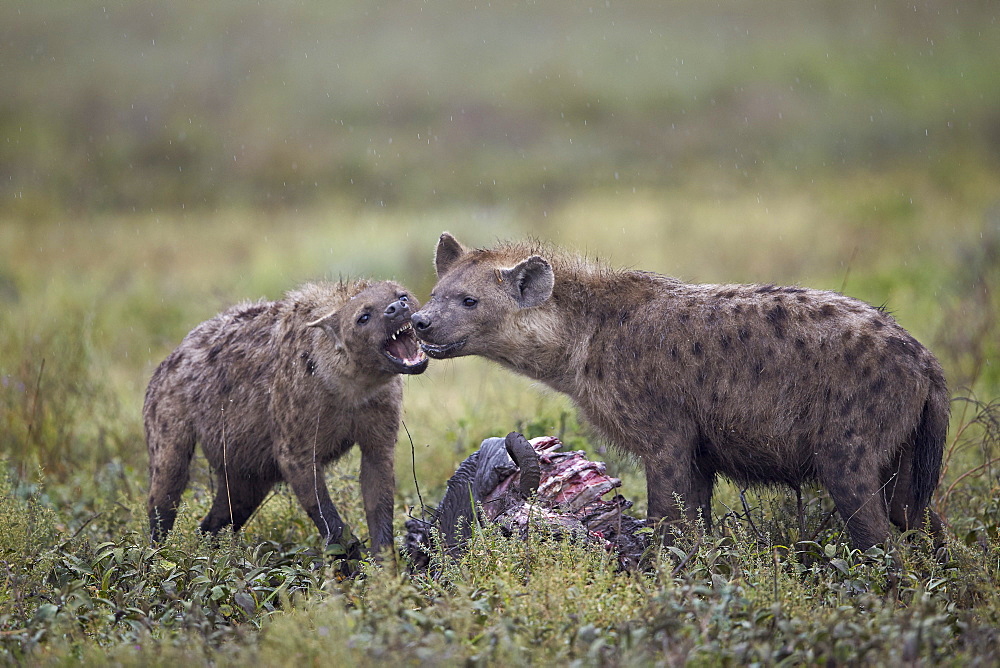 Spotted hyena (Crocuta crocuta) at a blue wildebeest (brindled gnu) carcass, Ngorongoro Conservation Area, UNESCO World Heritage Site, Serengeti, Tanzania, East Africa, Africa