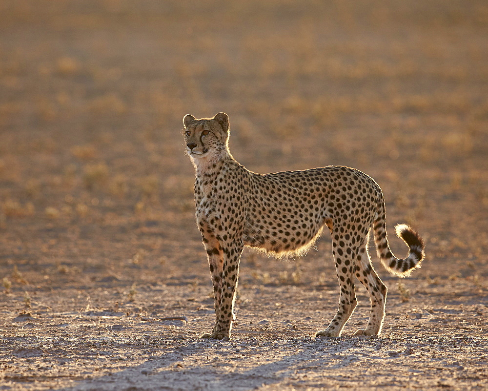 Cheetah (Acinonyx jubatus) backlit on the dry Auob River, Kgalagadi Transfrontier Park, encompassing the former Kalahari Gemsbok National Park, South Africa, Africa