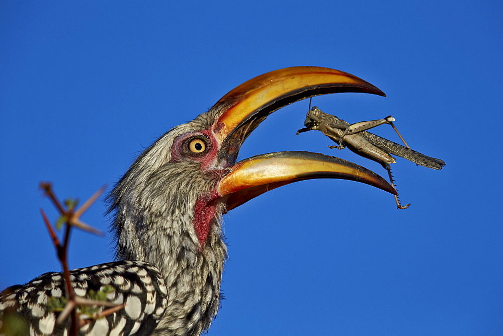 Southern yellow-billed hornbill (Tockus leucomelas) flipping a grasshopper, Kgalagadi Transfrontier Park, encompassing the former Kalahari Gemsbok National Park, South Africa, Africa