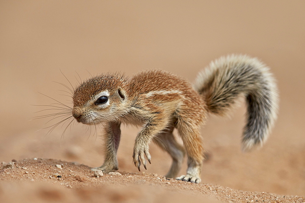 Baby Cape ground squirrel (Xerus inauris), Kgalagadi Transfrontier Park, encompassing the former Kalahari Gemsbok National Park, South Africa, Africa