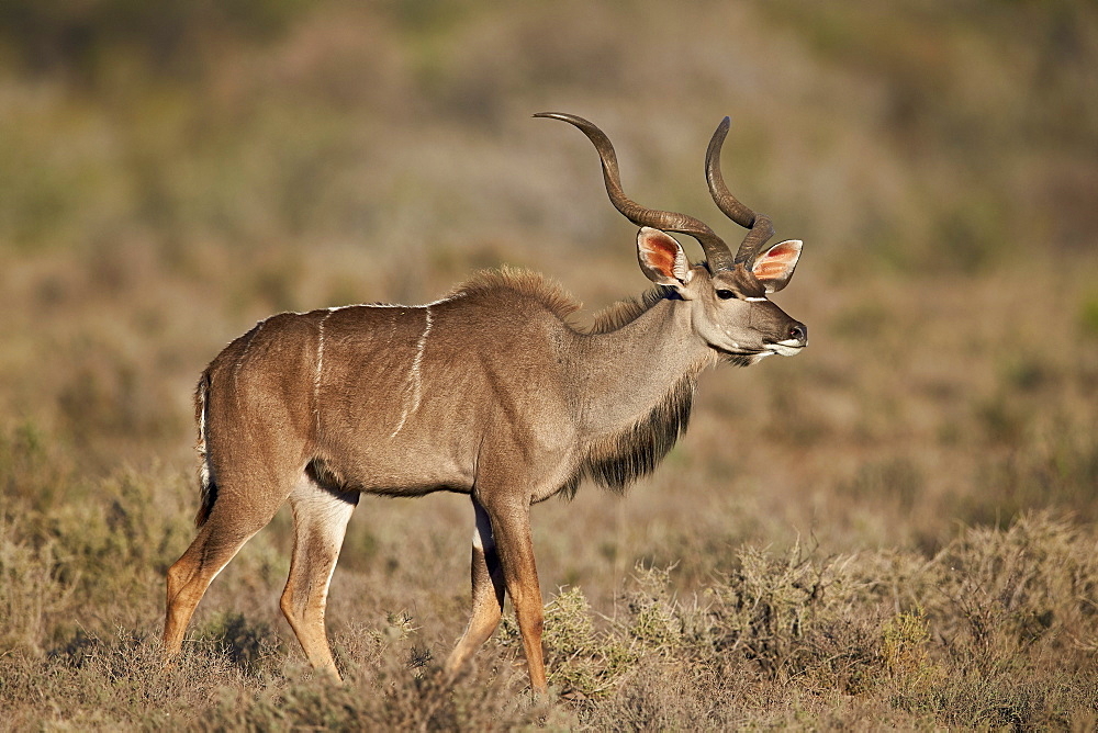 Greater kudu (Tragelaphus strepsiceros) buck, Karoo National Park, South Africa, Africa