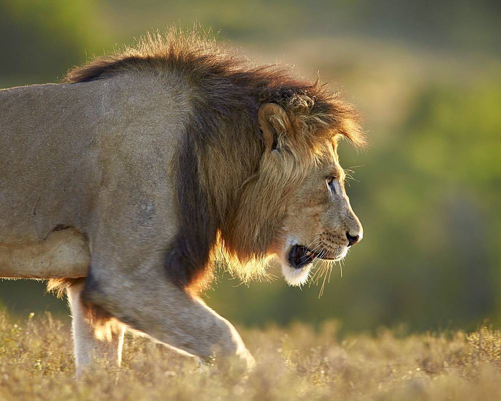 Male lion (Panthera leo), backlit, Addo Elephant National Park, South Africa, Africa