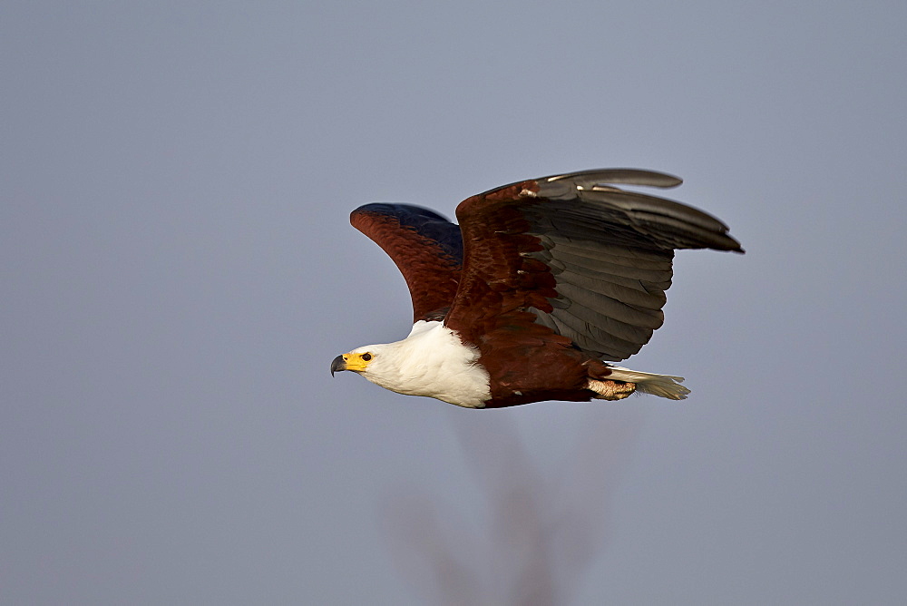 African fish eagle (Haliaeetus vocifer) in flight, Kruger National Park, South Africa, Africa