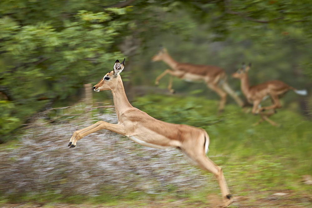 Female impala (Aepyceros melampus) running, Kruger National Park, South Africa, Africa