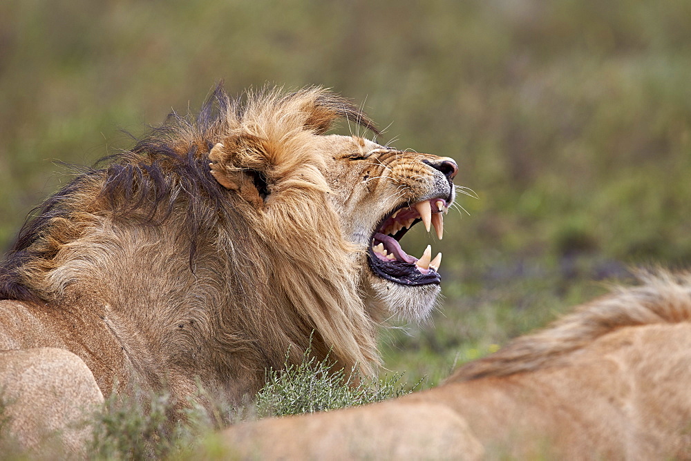 Lion (Panthera leo) demonstrating the flehmen response, Ngorongoro Conservation Area, UNESCO World Heritage Site, Serengeti, Tanzania, East Africa, Africa