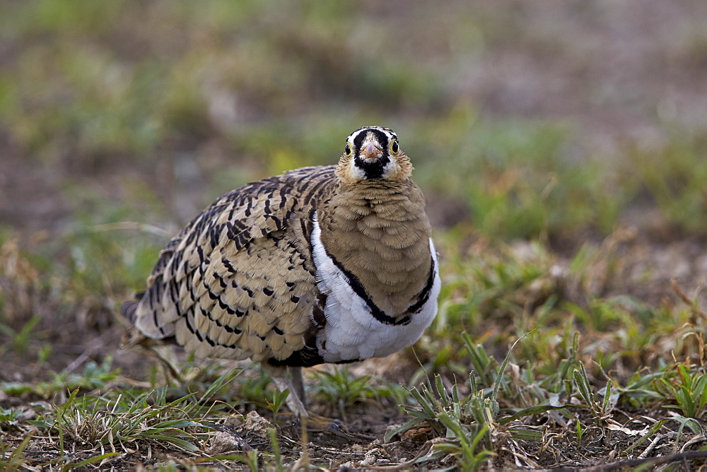 Black-faced sandgrouse (Pterocles decoratus), male, Ngorongoro Conservation Area, UNESCO World Heritage Site, Serengeti, Tanzania, East Africa, Africa