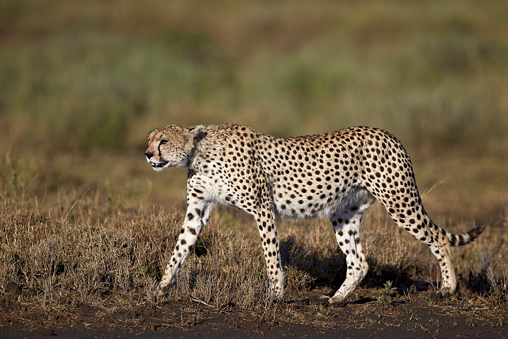 Cheetah (Acinonyx jubatus), Ngorongoro Conservation Area, UNESCO World Heritage Site, Serengeti, Tanzania, East Africa, Africa