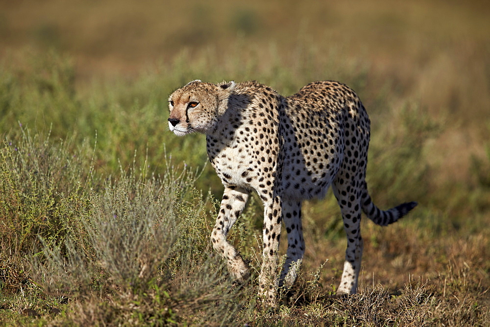 Cheetah (Acinonyx jubatus), Ngorongoro Conservation Area, UNESCO World Heritage Site, Serengeti, Tanzania, East Africa, Africa