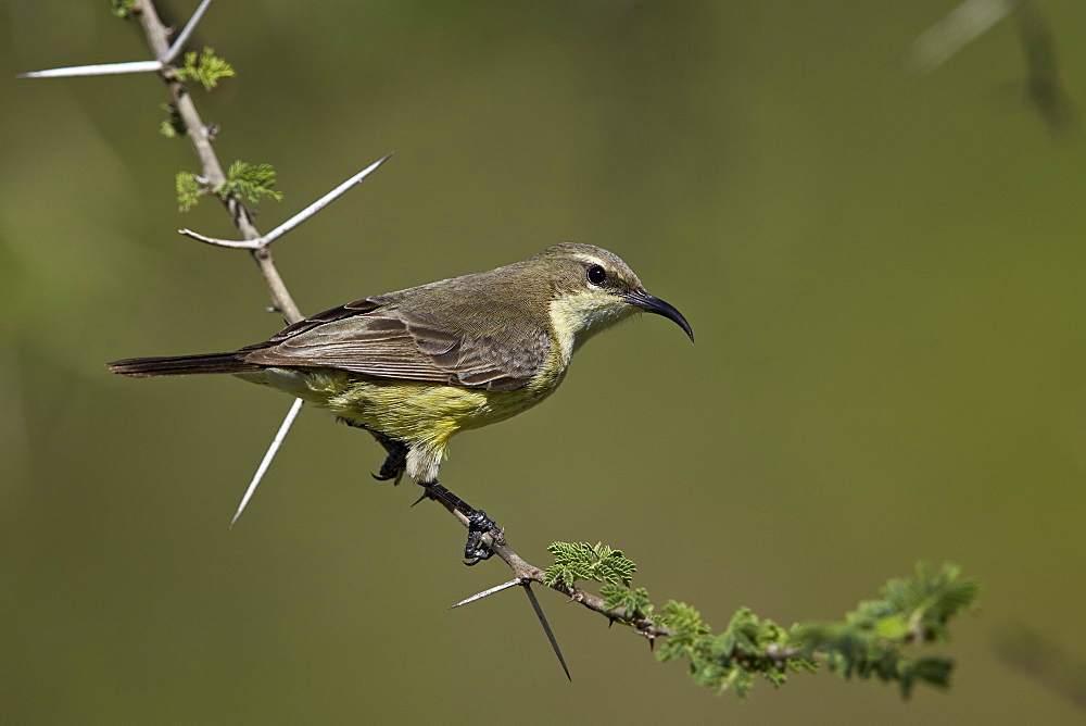 Beautiful sunbird (Cinnyris pulchella), female, Ngorongoro Conservation Area, UNESCO World Heritage Site, Serengeti, Tanzania, East Africa, Africa