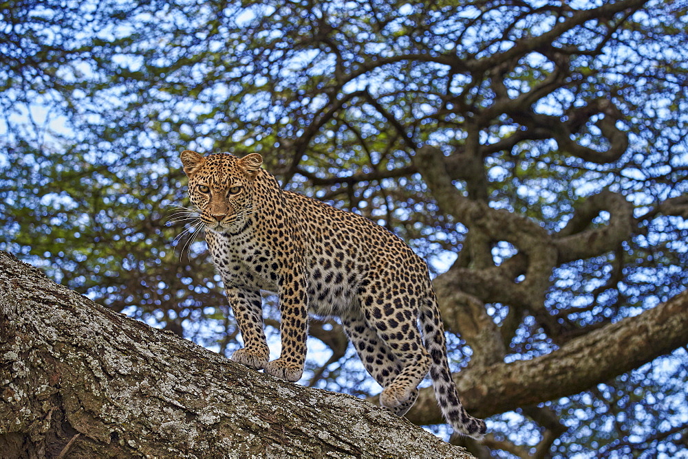 Leopard (Panthera pardus) in a tree, Ngorongoro Conservation Area, UNESCO World Heritage Site, Serengeti, Tanzania, East Africa, Africa