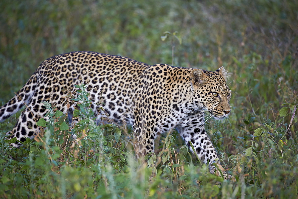 Leopard (Panthera pardus), Ngorongoro Conservation Area, UNESCO World Heritage Site, Serengeti, Tanzania, East Africa, Africa