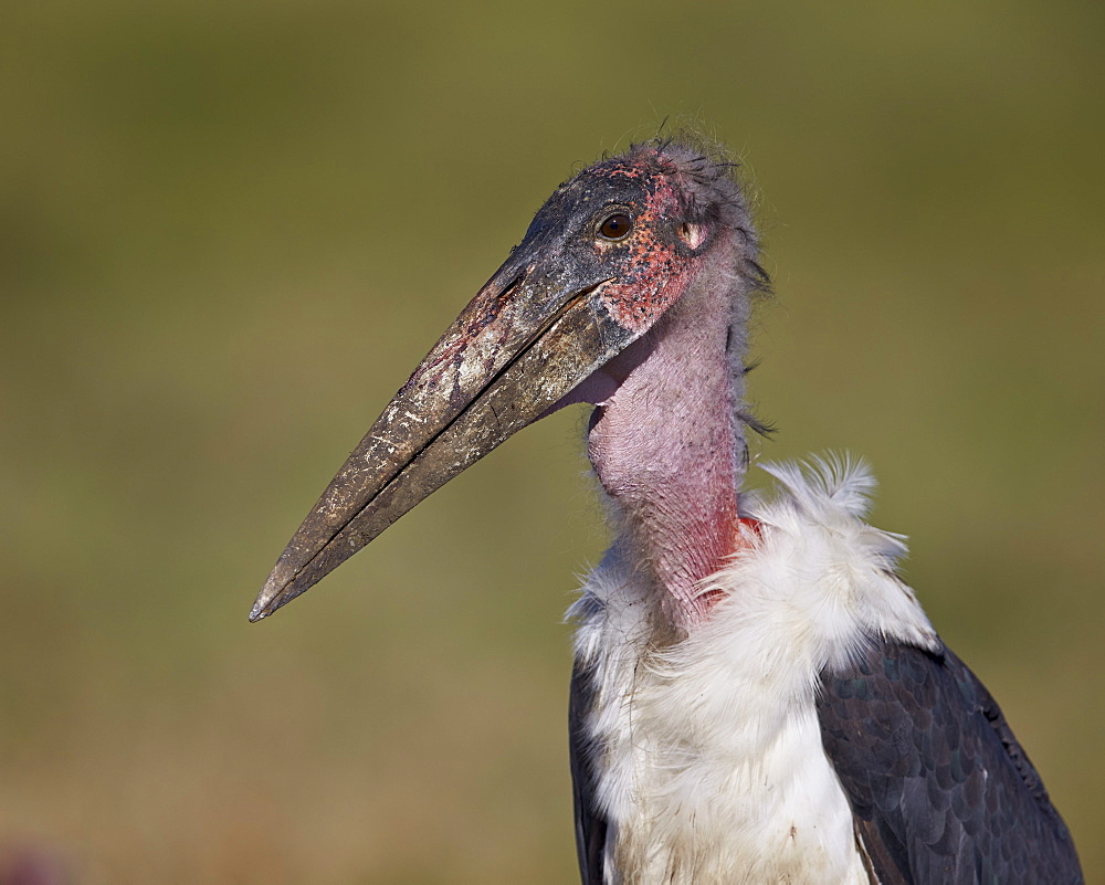 Marabou stork (Leptoptilos crumeniferus), Ngorongoro Conservation Area, UNESCO World Heritage Site, Serengeti, Tanzania, East Africa, Africa