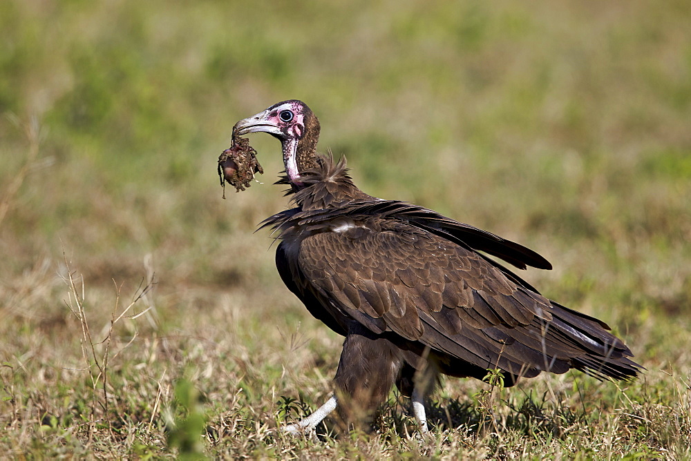 Hooded vulture (Necrosyrtes monachus) in mixed juvenile and adult plumage with a prize from a wildebeest kill, Ngorongoro Conservation Area, UNESCO World Heritage Site, Serengeti, Tanzania, East Africa, Africa