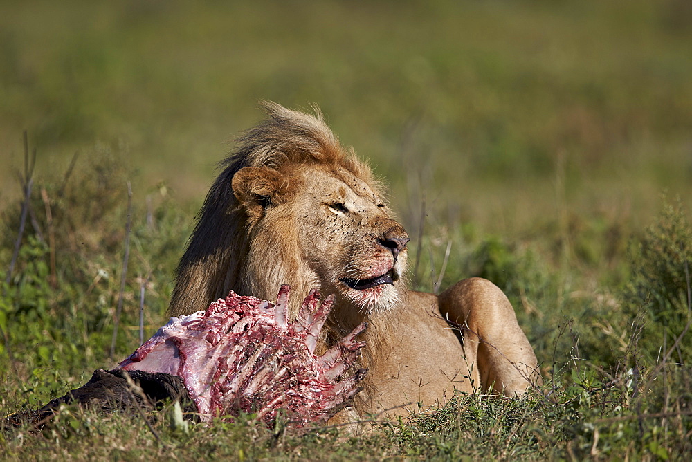 Lion (Panthera leo) at a wildebeest carcass, Ngorongoro Conservation Area, UNESCO World Heritage Site, Serengeti, Tanzania, East Africa, Africa