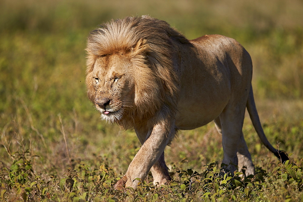 Lion (Panthera leo), Ngorongoro Conservation Area, UNESCO World Heritage Site, Serengeti, Tanzania, East Africa, Africa