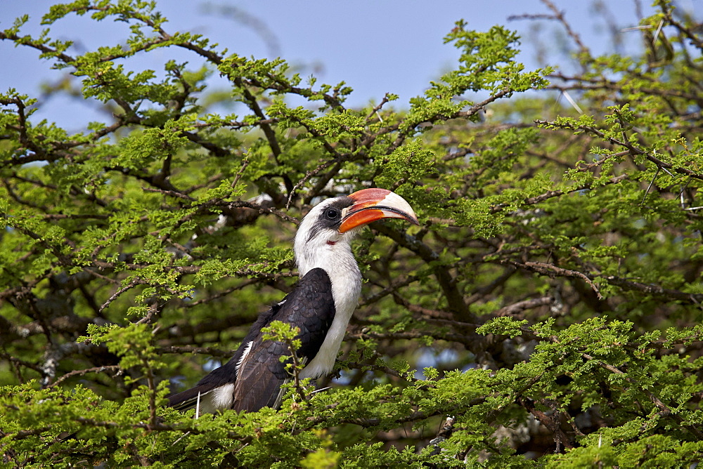 Von Der Decken's hornbill (Tockus deckeni), male, Ngorongoro Conservation Area, UNESCO World Heritage Site, Serengeti, Tanzania, East Africa, Africa