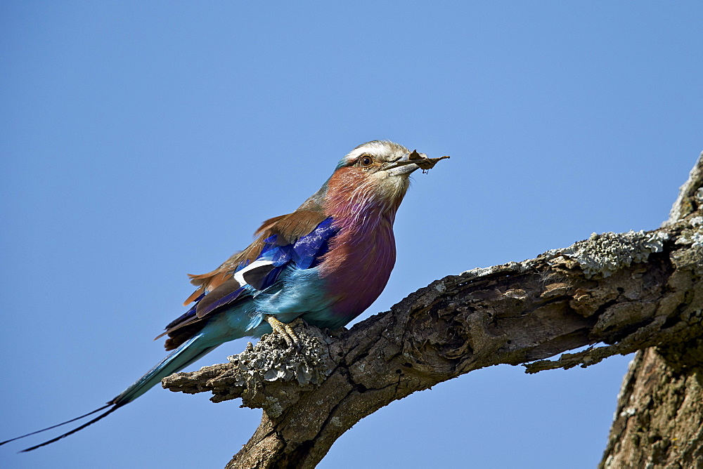 Lilac-breasted roller (Coracias caudata) with an insect, Ngorongoro Conservation Area, UNESCO World Heritage Site, Serengeti, Tanzania, East Africa, Africa