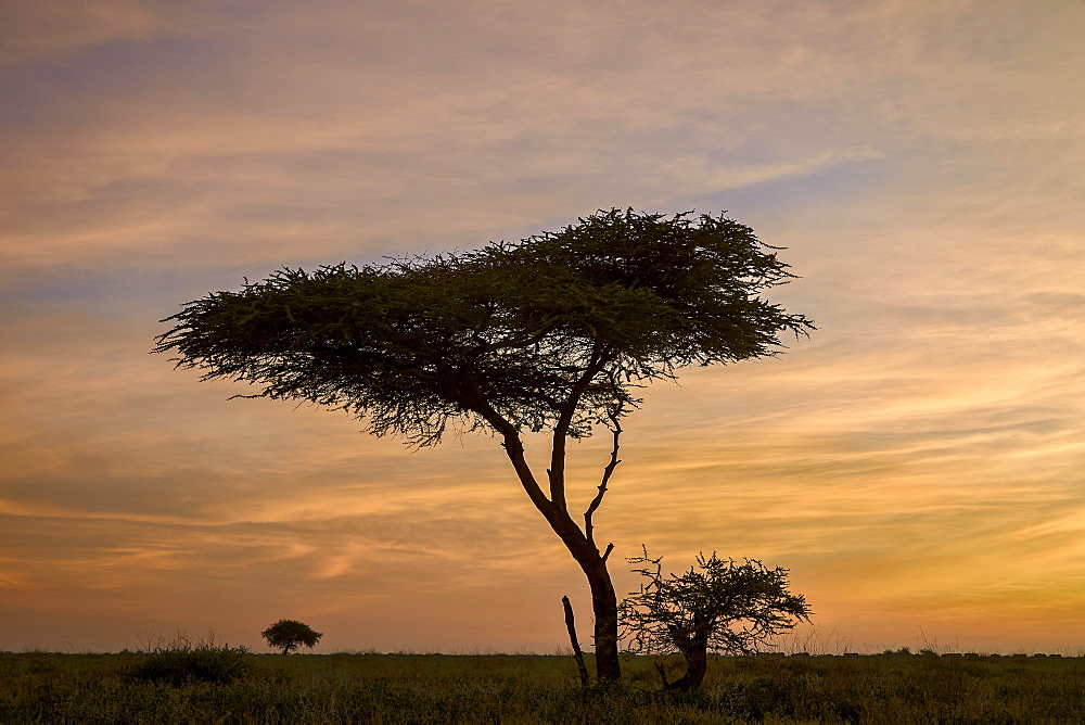 Acacia tree and clouds at dawn, Ngorongoro Conservation Area, UNESCO World Heritage Site, Serengeti, Tanzania, East Africa, Africa