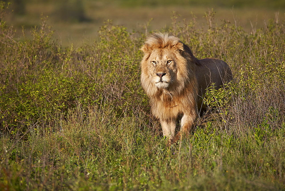 Lion (Panthera leo), Ngorongoro Conservation Area, UNESCO World Heritage Site, Serengeti, Tanzania, East Africa, Africa